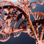 How fast you age may be controlled by a DNA repair boss in your cells