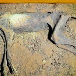 Cheetahs naturally turned into mummies in caves in Saudi Arabia