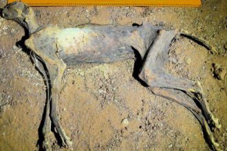 Cheetahs naturally turned into mummies in caves in Saudi Arabia