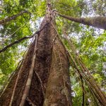 Climate change is making trees grow larger in the Amazon rainforest