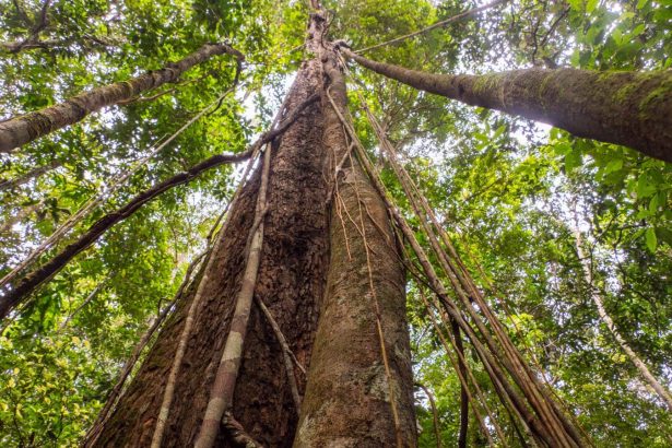Climate change is making trees grow larger in the Amazon rainforest