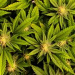 Cannabis extract found to be effective for lower back pain