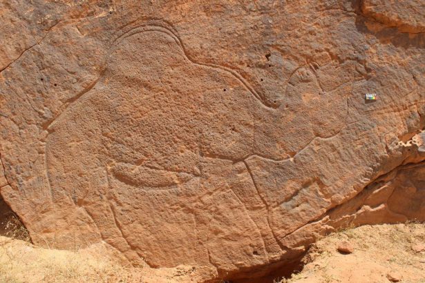 Ancient artists created giant camel engravings in the Arabian desert