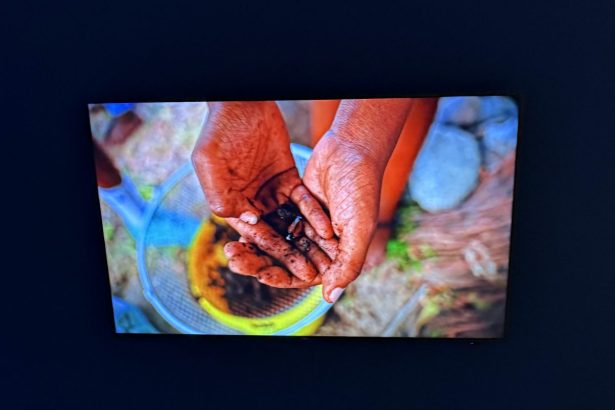 A Caribbean Garden in the Middle of Berlin 