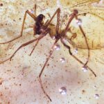 Stunning amber deposits hold insects from the time of the dinosaurs
