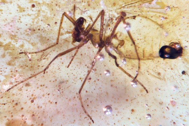 Stunning amber deposits hold insects from the time of the dinosaurs