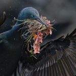 The 2025 Audubon Photography Awards Emphasize Epic and Endangered Migrations — Colossal