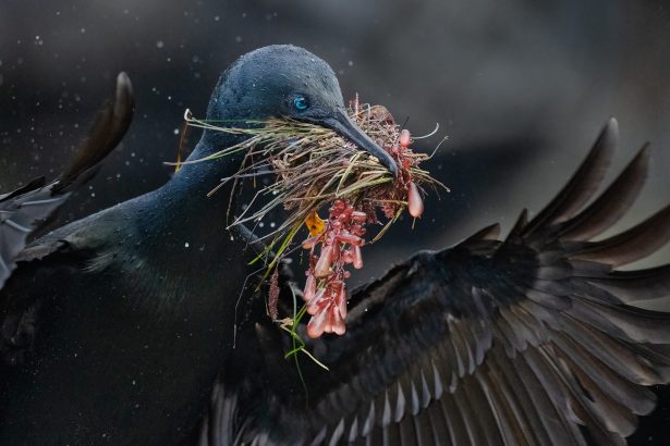 The 2025 Audubon Photography Awards Emphasize Epic and Endangered Migrations — Colossal