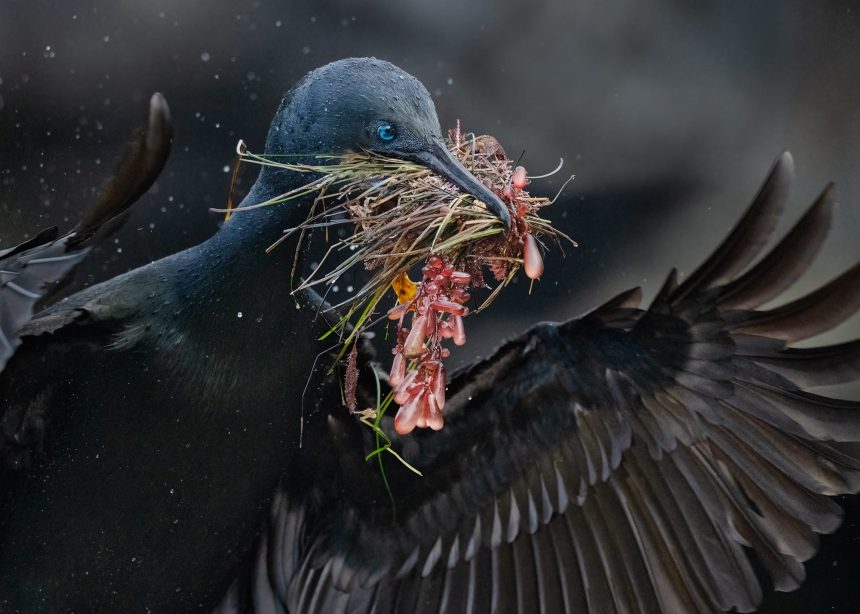 The 2025 Audubon Photography Awards Emphasize Epic and Endangered Migrations — Colossal