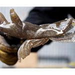 The Seattle Glass Experience Returns This October