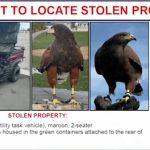 Two trained hawks stolen from SoFi Stadium during LA Rams game