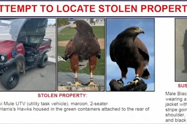 Two trained hawks stolen from SoFi Stadium during LA Rams game
