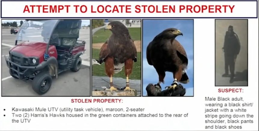Two trained hawks stolen from SoFi Stadium during LA Rams game