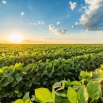 Soybeans End Thursday on the Higher Side