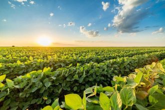 Soybeans End Thursday on the Higher Side