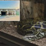 Texas high school teacher shamelessly tells students she fed ‘ailing’ kitten to class snake