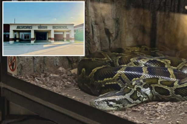 Texas high school teacher shamelessly tells students she fed ‘ailing’ kitten to class snake