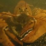 ‘Ultra rare’ 1 in 30 million orange lobster returns to the sea after discovery in NY supermarket: video