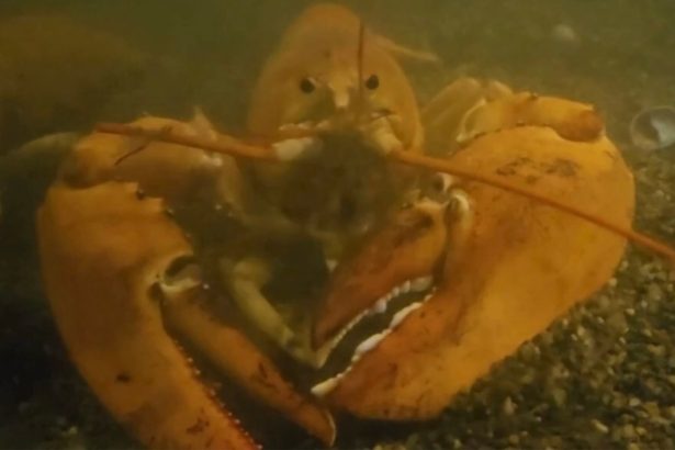 ‘Ultra rare’ 1 in 30 million orange lobster returns to the sea after discovery in NY supermarket: video