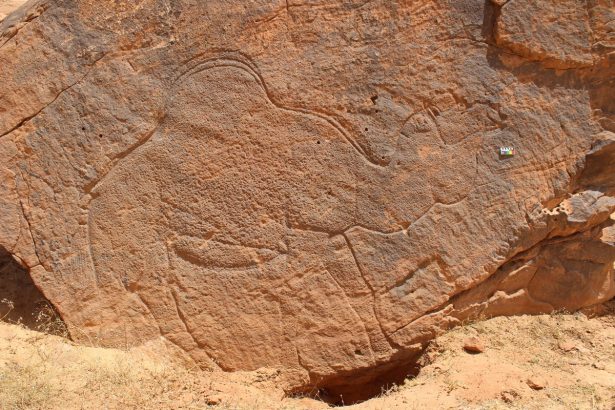 12,000-Year-Old Life-Sized Camel Etchings Reveal a Lost World in the Desert