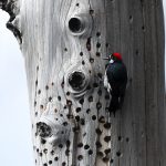 The 2025 Audubon Photography Awards Emphasize Epic and Endangered Migrations The 2025 Audubon Photography Awards Emphasize Epic and Endangered Migrations