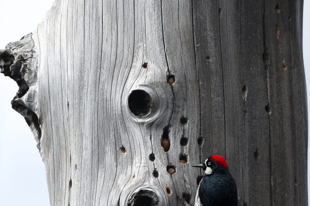 The 2025 Audubon Photography Awards Emphasize Epic and Endangered Migrations