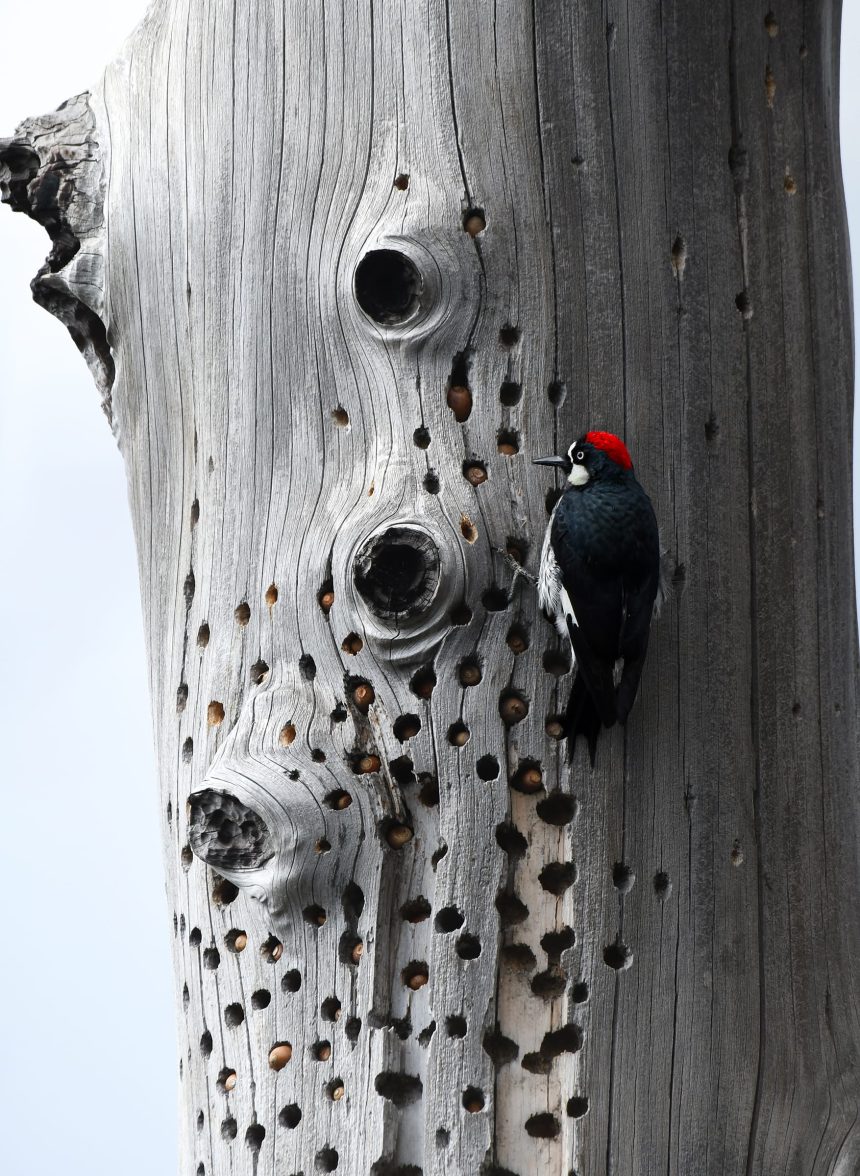The 2025 Audubon Photography Awards Emphasize Epic and Endangered Migrations