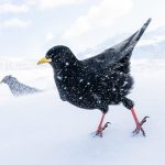 The 2025 Bird Photographer of the Year Gives a Lesson in Planning and Patience
