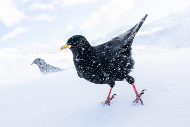 The 2025 Bird Photographer of the Year Gives a Lesson in Planning and Patience