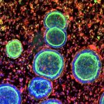 Lab-Made Mini Organs Could Transform Female Reproductive Medicine