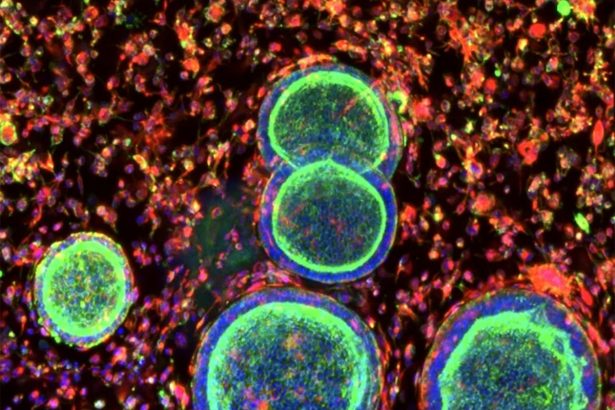 Lab-Made Mini Organs Could Transform Female Reproductive Medicine