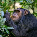 Chimpanzee Consumption of Boozy Fruit May Illuminate Roots of Humanity’s Love of Alcohol