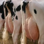 Why Experts Are Worried about Bird Flu Mixing with Human Flu in Dairy Cows