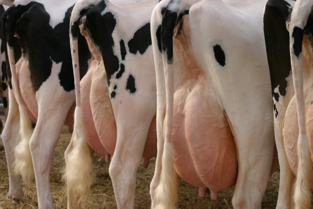 Why Experts Are Worried about Bird Flu Mixing with Human Flu in Dairy Cows