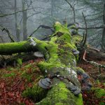 Frédéric Demeuse’s Photos Foreground the Essential Beauty of Ancient Forests