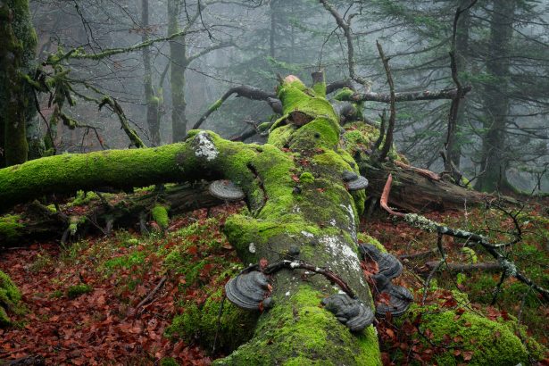 Frédéric Demeuse’s Photos Foreground the Essential Beauty of Ancient Forests