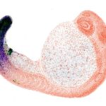 Fish Buttholes May Be The Reason We Now Have Fingers, Study Finds
