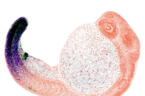 Fish Buttholes May Be The Reason We Now Have Fingers, Study Finds