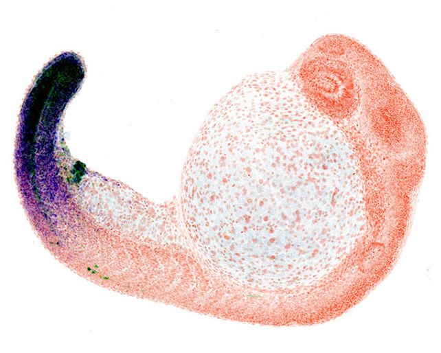 Fish Buttholes May Be The Reason We Now Have Fingers, Study Finds