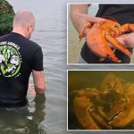 Ultra-rare orange lobster found at NY supermarket – but gets spared from the menu: ‘1 in 30 million’