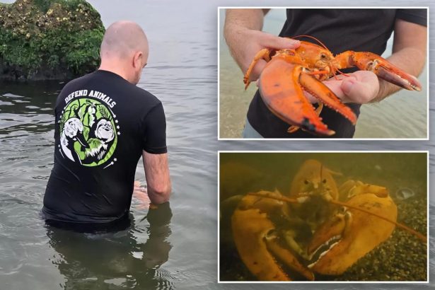 Ultra-rare orange lobster found at NY supermarket – but gets spared from the menu: ‘1 in 30 million’
