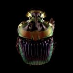 Glimpse Spectacularly Tiny Worlds in Winning Videos from Nikon’s Small World In Motion Competition