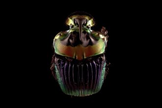Glimpse Spectacularly Tiny Worlds in Winning Videos from Nikon’s Small World In Motion Competition