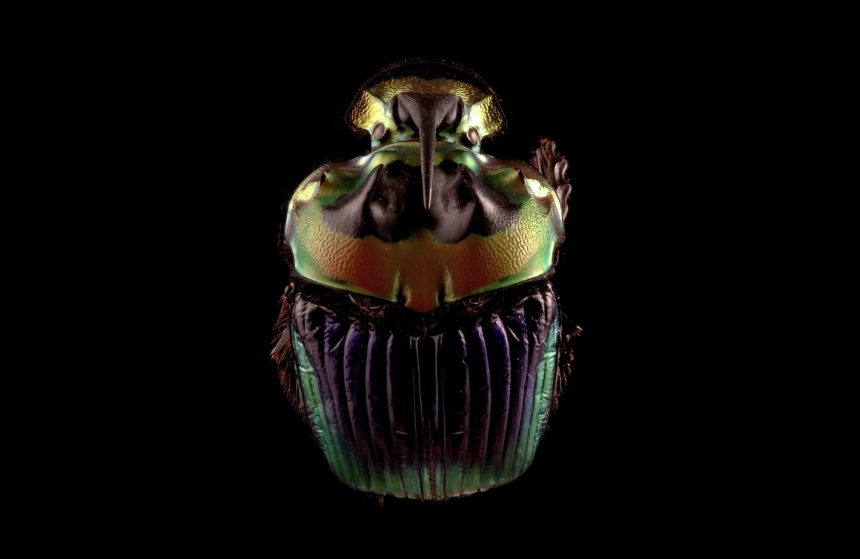 Glimpse Spectacularly Tiny Worlds in Winning Videos from Nikon’s Small World In Motion Competition