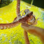 Freaky ‘Rubber Hand’ Illusion Works on Octopuses, Too