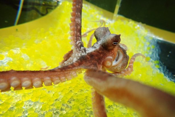 Freaky ‘Rubber Hand’ Illusion Works on Octopuses, Too