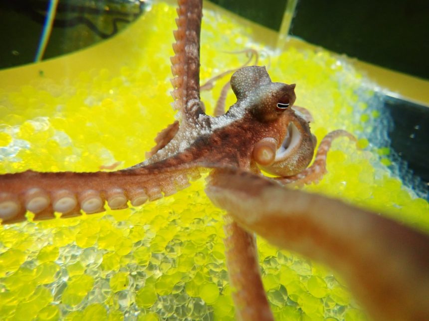 Freaky ‘Rubber Hand’ Illusion Works on Octopuses, Too