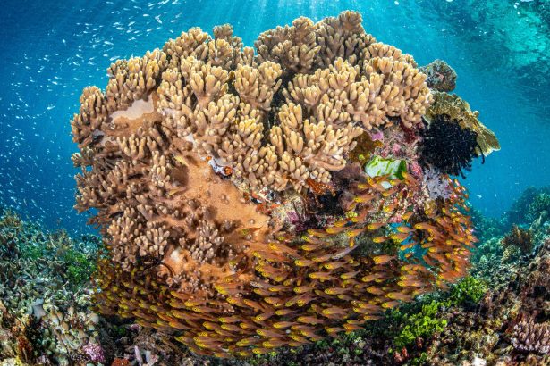 ‘Ladybugs of the Sea’ Take Top Honors in the 2025 Ocean Photographer of the Year Contest