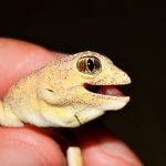 Mildly Menacing Mating Calls Lead to Discovery of New Gecko Species