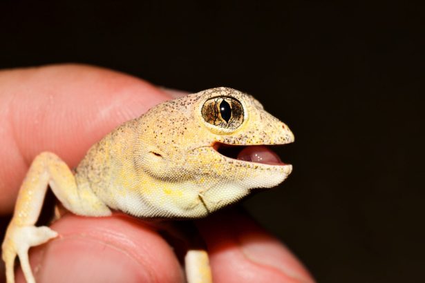 Mildly Menacing Mating Calls Lead to Discovery of New Gecko Species
